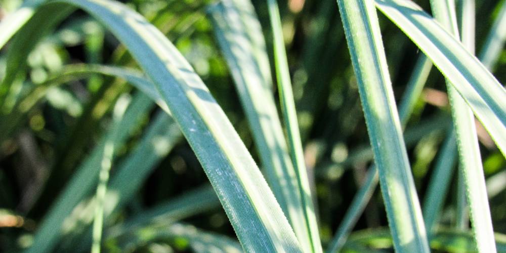 Cortaderia selloana