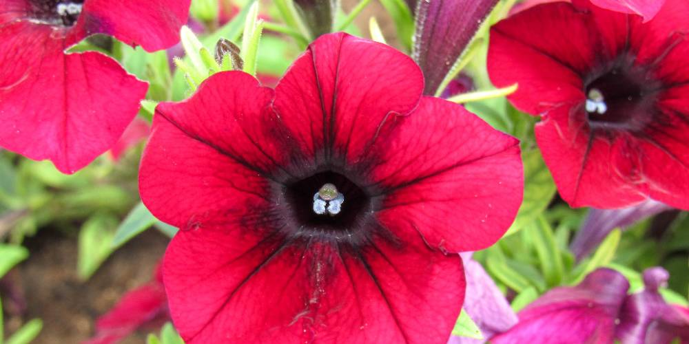 Petunia x atkinsiana