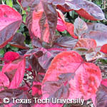 Acalypha wilkesiana