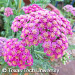 Achillea millefolium Achillea millefolium