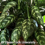 Aglaonema ‘Silver Queen’ Aglaonema ‘Silver Queen’