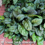 Ajuga reptans Ajuga reptans