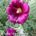 Alcea rosea Alcea rosea