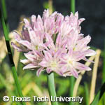 Allium schoenoprasum Allium schoenoprasum