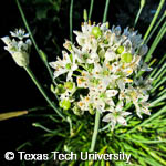 Allium tuberosum Allium tuberosum