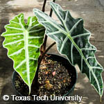 Alocasia hybrid Alocasia hybrid