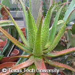 Aloe vera Aloe vera