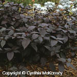 Alternanthera brasiliana Alternanthera brasiliana