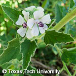Althaea officinalis Althaea officinalis