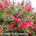 Anisacanthus quadrifidus var. wrightii Anisacanthus quadrifidus var. wrightii