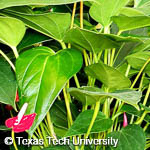 Anthurium scherzerianum Anthurium scherzerianum