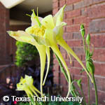 Aquilegia x hybrid Aquilegia x hybrid