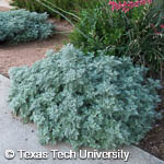 Artemisia ‘Powis Castle’ Artemisia ‘Powis Castle’