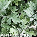 Artemisia stelleriana ‘Silver Brocade’ Artemisia stelleriana ‘Silver Brocade’