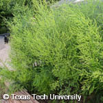 Asparagus officinalis Asparagus officinalis