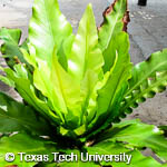 Asplenium nidus Asplenium nidus
