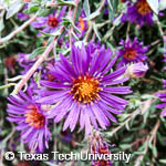 Aster sp. Aster sp.