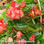 Begonia semperflorens-cultorum Begonia semperflorens-cultorum