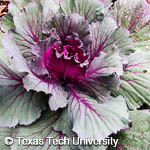 Brassica oleracea Brassica oleracea