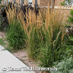 Calamagrostis x acutiflora 'Karl Foerster' Calamagrostis x acutiflora 'Karl Foerster'