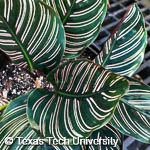 Calathea sp. Calathea sp.