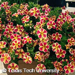 Calibrachoa ‘Million Bells’ Calibrachoa ‘Million Bells’