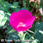 Callirhoe involucrata Callirhoe involucrata