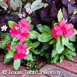 Catharanthus roseus Catharanthus roseus