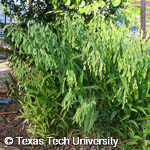 Chasmanthium latifolium Chasmanthium latifolium