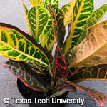 Codiaeum variegatum Codiaeum variegatum
