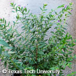 Cuphea hyssopifolia Cuphea hyssopifolia