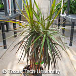 Dracaena marginata