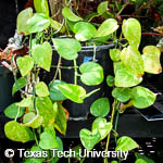 Epipremnum pinnatum Epipremnum pinnatum