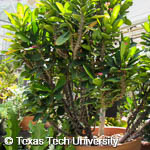 Euphorbia milii Euphorbia milii