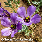 Eustoma exaltatum ssp. russellianum