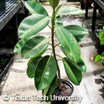 Ficus elastica Ficus elastica