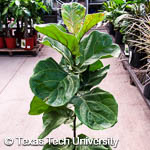 Ficus lyrata Ficus lyrata