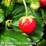Fragaria x ananassa Fragaria x ananassa