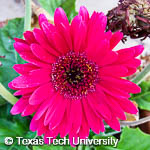Gerbera jamesonii Gerbera jamesonii
