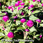 Gomphrena globosa Gomphrena globosa