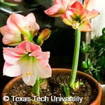 Hippeastrum sp. Hippeastrum sp.