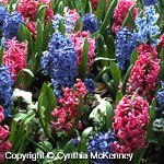 Hyacinthus orientalis Hyacinthus orientalis
