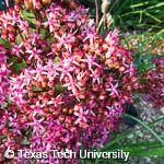 Hylotelephium spectabile Hylotelephium spectabile