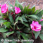 Impatiens hawkeri