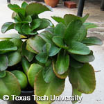 Kalanchoe blossfeldiana Kalanchoe blossfeldiana