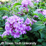 Lantana montevidensis Lantana montevidensis