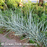 Leymus arenarius ‘Blue Dune’ Leymus arenarius ‘Blue Dune’