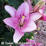 Lilium sp. Lilium sp.