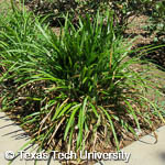 Liriope muscari Liriope muscari