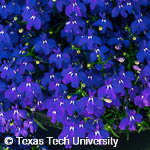 Lobelia erinus Lobelia erinus